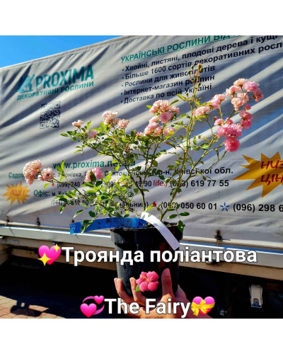 Троянда поліантова Фейрі | Роза полиантовая Фейри | Rosa polyantha The Fairy