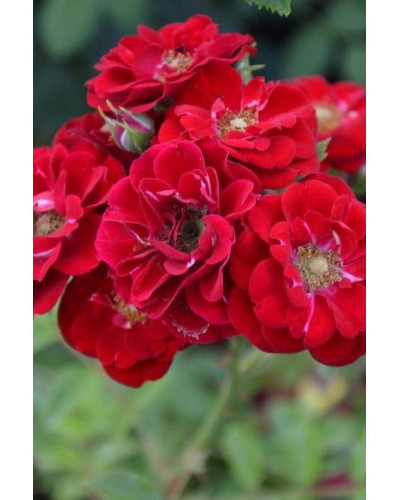Троянда поліантова Рот зе Фейрі | Роза полиантовая Рот зе Фейри | Rosa polyantha Rote The Fairy