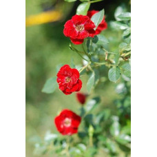 Троянда поліантова Рот зе Фейрі | Роза полиантовая Рот зе Фейри | Rosa polyantha Rote The Fairy