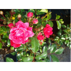 Троянда поліантова Рот зе Фейрі | Роза полиантовая Рот зе Фейри | Rosa polyantha Rote The Fairy