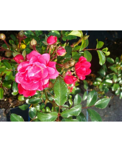 Троянда поліантова Рот зе Фейрі | Роза полиантовая Рот зе Фейри | Rosa polyantha Rote The Fairy