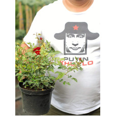 Троянда поліантова Рот зе Фейрі | Роза полиантовая Рот зе Фейри | Rosa polyantha Rote The Fairy