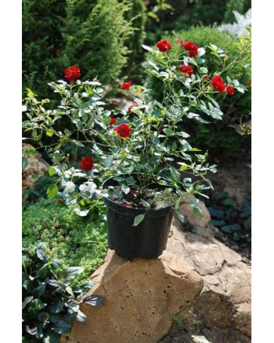 Троянда поліантова Рот зе Фейрі | Роза полиантовая Рот зе Фейри | Rosa polyantha Rote The Fairy