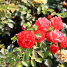 Троянда поліантова Рот зе Фейрі | Роза полиантовая Рот зе Фейри | Rosa polyantha Rote The Fairy