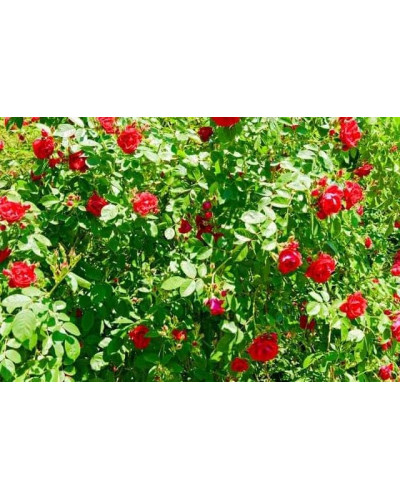Троянда поліантова Рот зе Фейрі | Роза полиантовая Рот зе Фейри | Rosa polyantha Rote The Fairy