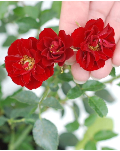 Троянда поліантова Рот зе Фейрі | Роза полиантовая Рот зе Фейри | Rosa polyantha Rote The Fairy