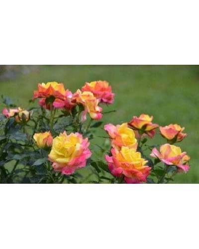Троянда Тріколор | Роза Триколор | Rosa Tricolor