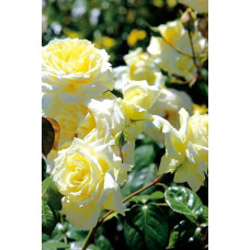 Троянда плетиста Ельф зел.-біла | Роза плетистая Эльф зел.-белая | Climbing rose Elf green-white