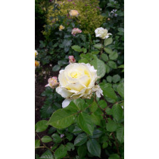 Троянда плетиста Ельф зел.-біла | Роза плетистая Эльф зел.-белая | Climbing rose Elf green-white
