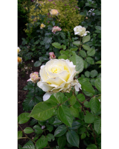 Троянда плетиста Ельф зел.-біла | Роза плетистая Эльф зел.-белая | Climbing rose Elf green-white