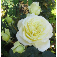 Троянда плетиста Ельф зел.-біла | Роза плетистая Эльф зел.-белая | Climbing rose Elf green-white
