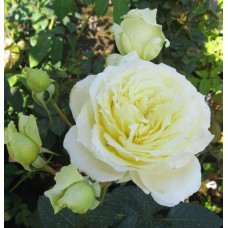 Троянда плетиста Ельф зел.-біла | Роза плетистая Эльф зел.-белая | Climbing rose Elf green-white