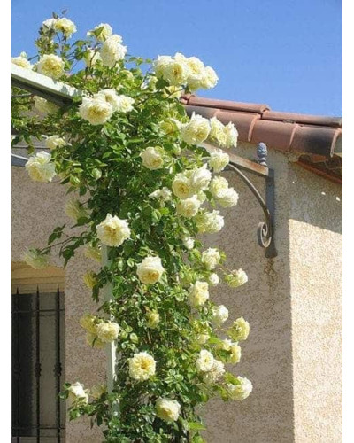 Троянда плетиста Ельф зел.-біла | Роза плетистая Эльф зел.-белая | Climbing rose Elf green-white