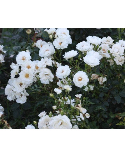 Троянда поліантова Вайт Фейрі | Роза полиантовая Вайт Фейри | Rosa polyantha White Fairy