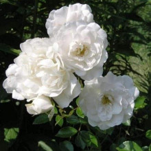 Троянда поліантова Вайт Фейрі | Роза полиантовая Вайт Фейри | Rosa polyantha White Fairy