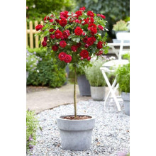 Троянда Рубі Стар (біло-червона) ШТАМБ | Rosa Ruby Star (white-red) SHTAMB | Роза Руби Стар (бело-красная) ШТАМБ