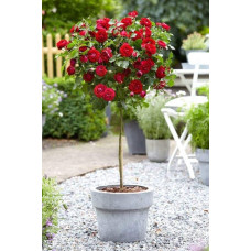 Троянда Рубі Стар (біло-червона) ШТАМБ | Rosa Ruby Star (white-red) SHTAMB | Роза Руби Стар (бело-красная) ШТАМБ