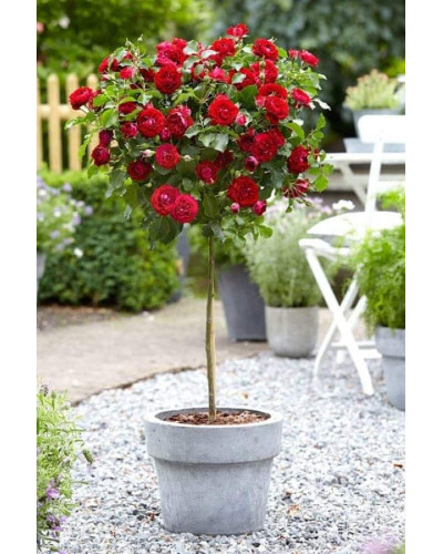Троянда Рубі Стар (біло-червона) ШТАМБ | Rosa Ruby Star (white-red) SHTAMB | Роза Руби Стар (бело-красная) ШТАМБ
