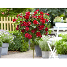Троянда Рубі Стар (біло-червона) ШТАМБ | Rosa Ruby Star (white-red) SHTAMB | Роза Руби Стар (бело-красная) ШТАМБ