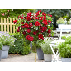Троянда Рубі Стар (біло-червона) ШТАМБ | Rosa Ruby Star (white-red) SHTAMB | Роза Руби Стар (бело-красная) ШТАМБ