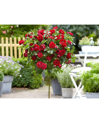 Троянда Рубі Стар (біло-червона) ШТАМБ | Rosa Ruby Star (white-red) SHTAMB | Роза Руби Стар (бело-красная) ШТАМБ