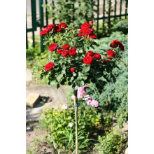 Троянда Рубі Стар (біло-червона) ШТАМБ | Rosa Ruby Star (white-red) SHTAMB | Роза Руби Стар (бело-красная) ШТАМБ