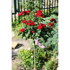 Троянда Рубі Стар (біло-червона) ШТАМБ | Rosa Ruby Star (white-red) SHTAMB | Роза Руби Стар (бело-красная) ШТАМБ