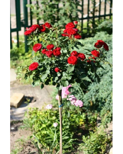 Троянда Рубі Стар (біло-червона) ШТАМБ | Rosa Ruby Star (white-red) SHTAMB | Роза Руби Стар (бело-красная) ШТАМБ