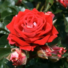 Троянда Рубі Стар (біло-червона) ШТАМБ | Rosa Ruby Star (white-red) SHTAMB | Роза Руби Стар (бело-красная) ШТАМБ