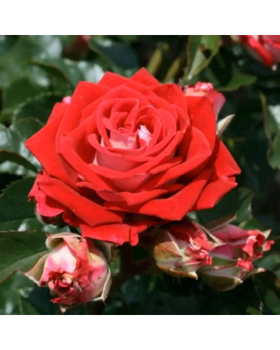 Троянда Рубі Стар (біло-червона) ШТАМБ | Rosa Ruby Star (white-red) SHTAMB | Роза Руби Стар (бело-красная) ШТАМБ