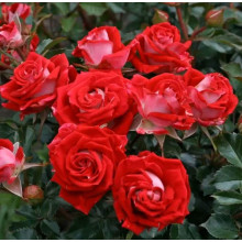 Троянда Рубі Стар (біло-червона) ШТАМБ | Rosa Ruby Star (white-red) SHTAMB | Роза Руби Стар (бело-красная) ШТАМБ