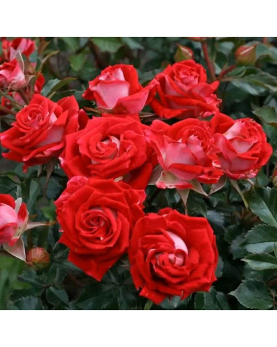 Троянда Рубі Стар (біло-червона) ШТАМБ | Rosa Ruby Star (white-red) SHTAMB | Роза Руби Стар (бело-красная) ШТАМБ