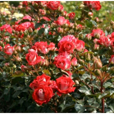 Троянда Рубі Стар (біло-червона) ШТАМБ | Rosa Ruby Star (white-red) SHTAMB | Роза Руби Стар (бело-красная) ШТАМБ