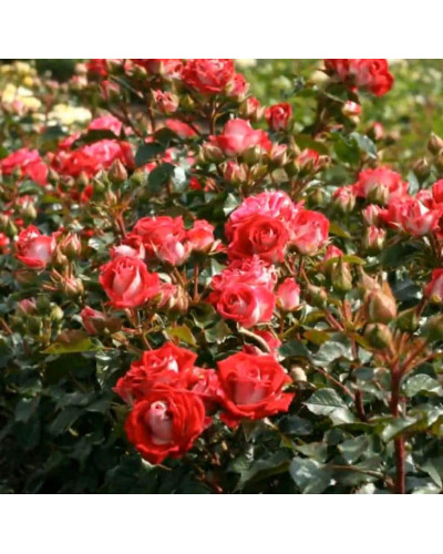 Троянда Рубі Стар (біло-червона) ШТАМБ | Rosa Ruby Star (white-red) SHTAMB | Роза Руби Стар (бело-красная) ШТАМБ
