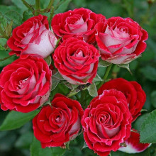 Троянда Рубі Стар (біло-червона) ШТАМБ | Rosa Ruby Star (white-red) SHTAMB | Роза Руби Стар (бело-красная) ШТАМБ