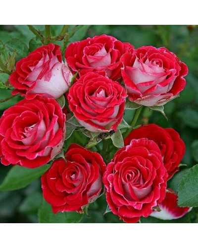 Троянда Рубі Стар (біло-червона) ШТАМБ | Rosa Ruby Star (white-red) SHTAMB | Роза Руби Стар (бело-красная) ШТАМБ