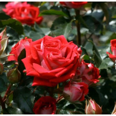 Троянда Рубі Стар (біло-червона) ШТАМБ | Rosa Ruby Star (white-red) SHTAMB | Роза Руби Стар (бело-красная) ШТАМБ