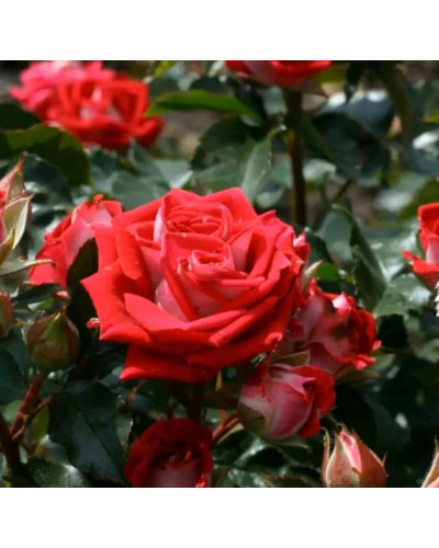Троянда Рубі Стар (біло-червона) ШТАМБ | Rosa Ruby Star (white-red) SHTAMB | Роза Руби Стар (бело-красная) ШТАМБ