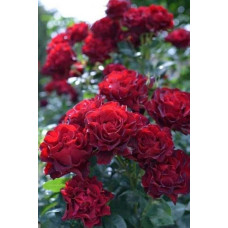 Троянда чайно-гібридна ‘Омаж а Барбара’|Hybrid tea rose Hommage à Barbara|Роза чайно-гибридная ’Омаж а Барбара’