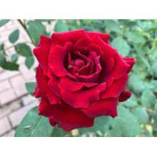 Троянда чайно-гібридна ‘Омаж а Барбара’|Hybrid tea rose Hommage à Barbara|Роза чайно-гибридная ’Омаж а Барбара’