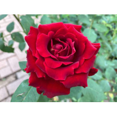 Троянда чайно-гібридна ‘Омаж а Барбара’|Hybrid tea rose Hommage à Barbara|Роза чайно-гибридная ’Омаж а Барбара’