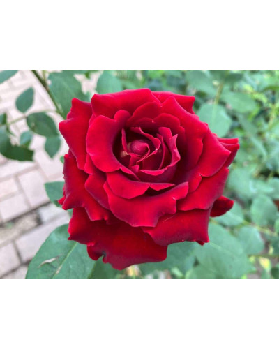Троянда чайно-гібридна ‘Омаж а Барбара’|Hybrid tea rose Hommage à Barbara|Роза чайно-гибридная ’Омаж а Барбара’