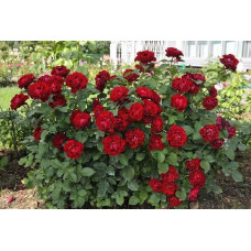 Троянда чайно-гібридна ‘Омаж а Барбара’|Hybrid tea rose Hommage à Barbara|Роза чайно-гибридная ’Омаж а Барбара’