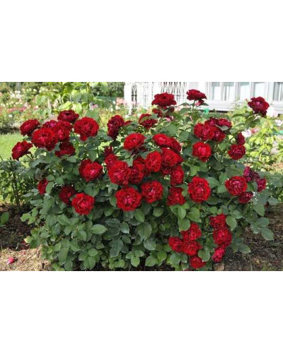 Троянда чайно-гібридна ‘Омаж а Барбара’|Hybrid tea rose Hommage à Barbara|Роза чайно-гибридная ’Омаж а Барбара’