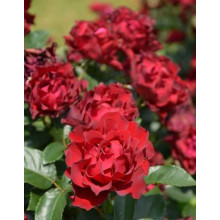 Троянда чайно-гібридна ‘Омаж а Барбара’|Hybrid tea rose Hommage à Barbara|Роза чайно-гибридная ’Омаж а Барбара’