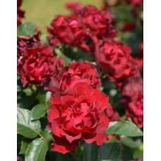 Троянда чайно-гібридна ‘Омаж а Барбара’|Hybrid tea rose Hommage à Barbara|Роза чайно-гибридная ’Омаж а Барбара’