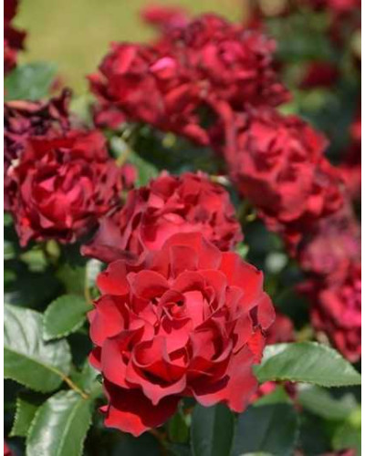 Троянда чайно-гібридна ‘Омаж а Барбара’|Hybrid tea rose Hommage à Barbara|Роза чайно-гибридная ’Омаж а Барбара’