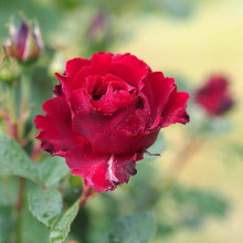 Троянда чайно-гібридна ‘Омаж а Барбара’|Hybrid tea rose Hommage à Barbara|Роза чайно-гибридная ’Омаж а Барбара’