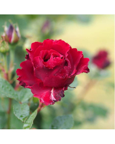 Троянда чайно-гібридна ‘Омаж а Барбара’|Hybrid tea rose Hommage à Barbara|Роза чайно-гибридная ’Омаж а Барбара’