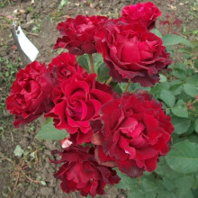 Троянда чайно-гібридна ‘Омаж а Барбара’|Hybrid tea rose Hommage à Barbara|Роза чайно-гибридная ’Омаж а Барбара’